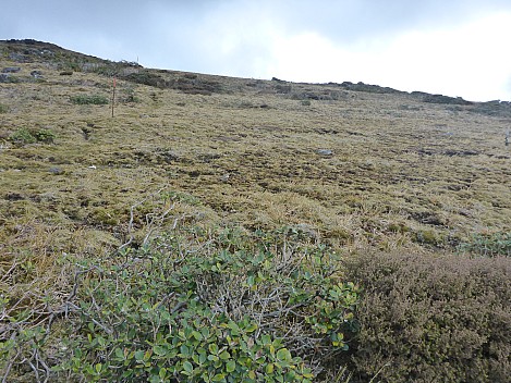 2019-11-12 11.34.55 P1020969 Simon - Southern Dotterel track above the scrub line.jpeg: 4608x3456, 5969k (2019 Nov 12 11:34)