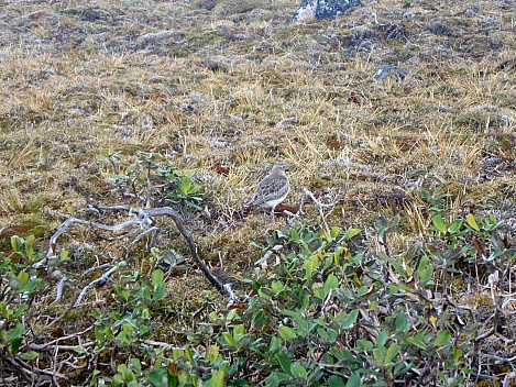 2019-11-12 11.35.30 P1020970 Simon - Southern Dotterel.jpeg: 4608x3456, 5471k (2019 Nov 12 11:35)