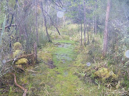 A Boggy Start To The Track
Photographer;&nbsp;Jim
2019-11-13&nbsp;08.51.53;&nbsp;Metadata time: '2019 Nov 13 08:51'
Original size:&nbsp;4,320 x 3,240; 5,321 kB
Filename: 2019-11-13 08.51.53 P1000753 Jim - a boggy start to the track.jpeg