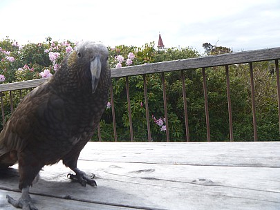 Kaka on balcony
Photo: Jim
2019-11-15 09.36.07; '2019 Nov 15 09:36'
Original size: 4,320 x 3,240; 4,604 kB
2019-11-15 09.36.07 P1000784 Jim - Kaka on balcony.jpeg