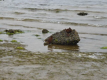 West End Beach weka
Photographer;&nbsp;Brian
2019-11-16&nbsp;11.27.17;&nbsp;Metadata time: '2019 Nov 16 11:27'
Original size:&nbsp;4,000 x 3,000; 4,634 kB
Filename: 2019-11-16 11.27.17 P1020081 Brian - West End Beach weka.jpeg