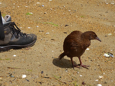 2019-11-16 12.13.50 P1020084 Brian - Weka.jpeg: 4000x3000, 4483k (2019 Nov 16 20:40)