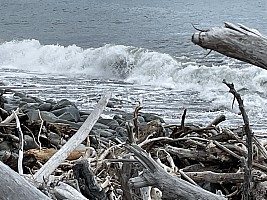 Mananui Bush, Mahinapua, Wanganui River, Oneone