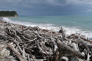 Mananui Bush, Mahinapua, Wanganui River, Oneone