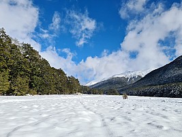 Tramp Hurunui River from Hurunui #3 Hut to Camerons Hut and beyond return Tramp Hurunui River from Hurunui #3 Hut to Camerons Hut and beyond return