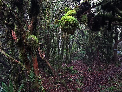 Mist Forest
Photographer;&nbsp;Simon
2022-10-24&nbsp;09.08.49;&nbsp;Metadata time: '2022 Oct 24 09:08'
Original size:&nbsp;9,248 x 6,936; 14,021 kB;&nbsp;adj
Filename: 2022-10-24 09.08.49 S20 Simon - mist forest_adj.jpeg