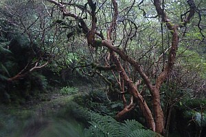 Blue River Hut to Māori Saddle Hut on the Haast Paringa Cattle track