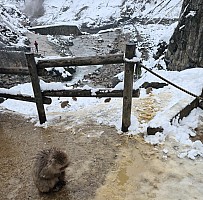 Prince Hotel East Wing to Hotel Alpenburg; visit to the Jigokudani Snow Monkeys
Snow Monkey and Yokoyu river
Photographer;&nbsp;Adrian
2024-03-06&nbsp;13.00.34;&nbsp;Metadata time: '2024 Mar 06 13:00'
Original size:&nbsp;6,721 x 6,615; 12,937 kB;&nbsp;cr
Filename: 2024-03-06 13.00.34 S20+ Adrian - Snow Monkey and Yokoyu river_cr.jpg