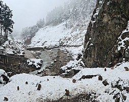 Prince Hotel East Wing to Hotel Alpenburg; visit to the Jigokudani Snow Monkeys
Snow Monkey and Yokoyu river
Photographer;&nbsp;Adrian
2024-03-06&nbsp;13.01.41;&nbsp;Metadata time: '2024 Mar 06 13:01'
Original size:&nbsp;10,582 x 8,374; 15,476 kB;&nbsp;stitch
Filename: 2024-03-06 13.01.41 S20+ Adrian - Snow Monkey and Yokoyu river_stitch.jpg