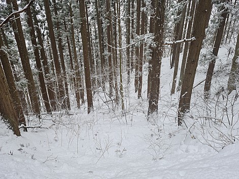 Trees on the way to the Snow Monkey Park
Photographer;&nbsp;Adrian
2024-03-06&nbsp;12.07.29;&nbsp;Metadata time: '2024 Mar 06 16:07'
Original size:&nbsp;9,248 x 6,928; 21,643 kB
Filename: 2024-03-06 12.07.29 S20+ Adrian - trees on the way to the Snow Monkey Park.jpeg