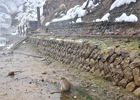 Snow Monkey near Jigokudani Funsen Fountain
Photographer;&nbsp;Adrian
2024-03-06&nbsp;12.30.47;&nbsp;Metadata time: '2024 Mar 06 16:30'
Original size:&nbsp;6,928 x 4,991; 9,896 kB;&nbsp;cr
Filename: 2024-03-06 12.30.47 S20+ Adrian - Snow Monkey near Jigokudani Funsen Fountain_cr.jpg