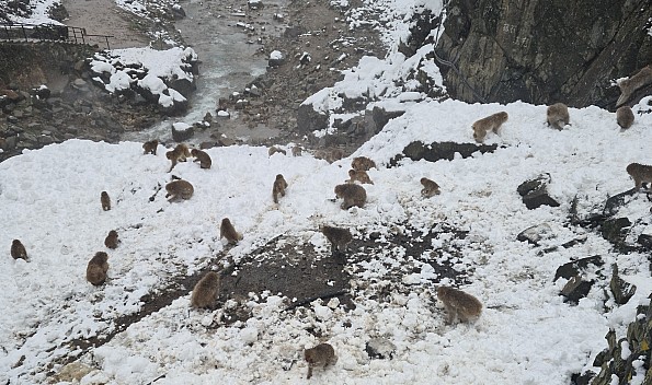 Snow Monkeys beside the Onsen
Photographer;&nbsp;Adrian
2024-03-06&nbsp;12.43.55;&nbsp;Metadata time: '2024 Mar 06 16:43'
Original size:&nbsp;8,777 x 5,190; 11,816 kB;&nbsp;cr
Filename: 2024-03-06 12.43.55 S20+ Adrian - Snow Monkeys beside the Onsen_cr.jpg