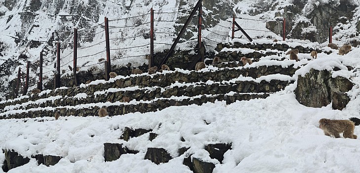 Snow Monkeys behind the Onsen
Photographer;&nbsp;Adrian
2024-03-06&nbsp;12.58.22;&nbsp;Metadata time: '2024 Mar 06 16:58'
Original size:&nbsp;12,803 x 6,172; 9,964 kB;&nbsp;stitch
Filename: 2024-03-06 12.58.22 S20+ Adrian - Snow Monkeys behind the Onsen_stitch.jpg