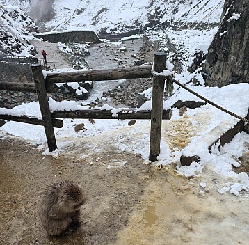 Snow Monkey and Yokoyu river
Photographer;&nbsp;Adrian
2024-03-06&nbsp;13.00.34;&nbsp;Metadata time: '2024 Mar 06 17:00'
Original size:&nbsp;6,721 x 6,615; 12,937 kB;&nbsp;cr
Filename: 2024-03-06 13.00.34 S20+ Adrian - Snow Monkey and Yokoyu river_cr.jpg