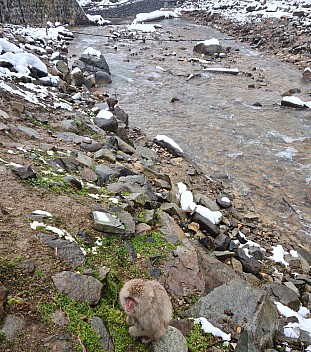 Snow Monkeys by the Yokoyu river
Photographer;&nbsp;Adrian
2024-03-06&nbsp;13.08.36;&nbsp;Metadata time: '2024 Mar 06 17:08'
Original size:&nbsp;6,928 x 7,831; 16,638 kB;&nbsp;cr
Filename: 2024-03-06 13.08.36 S20+ Adrian - Snow Monkeys by the Yokoyu river_cr.jpg