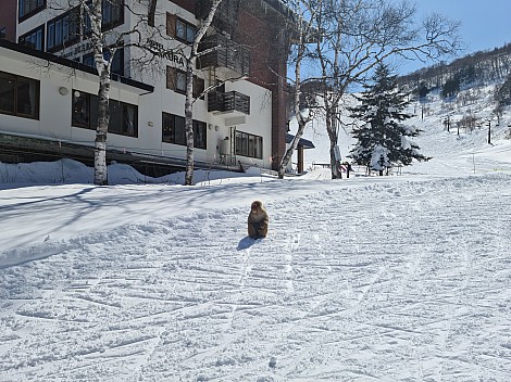 Snow monkey outside Hotel Itakura, Giant
Photo: Adrian
2024-03-11 12.20.12; '2024 Mar 11 16:20'
Original size: 9,248 x 6,928; 21,030 kB