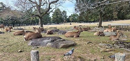 Ōsaka markets, visit to Nara
Sika Deer at Nara Park
Photographer;&nbsp;Adrian
2024-03-14&nbsp;15.22.19;&nbsp;Metadata time: '2024 Mar 14 15:22'
Original size:&nbsp;4,032 x 1,889; 3,702 kB;&nbsp;cr
Filename: 2024-03-14 15.22.19 S20+ Adrian - Sika Deer at Nara Park_cr.jpg
