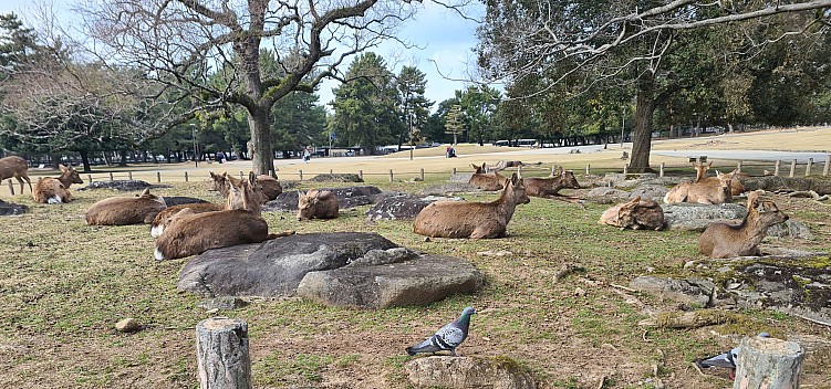Sika Deer at Nara Park
Photographer;&nbsp;Adrian
2024-03-14&nbsp;15.22.19;&nbsp;Metadata time: '2024 Mar 14 19:22'
Original size:&nbsp;4,032 x 1,889; 3,702 kB;&nbsp;cr
Filename: 2024-03-14 15.22.19 S20+ Adrian - Sika Deer at Nara Park_cr.jpg