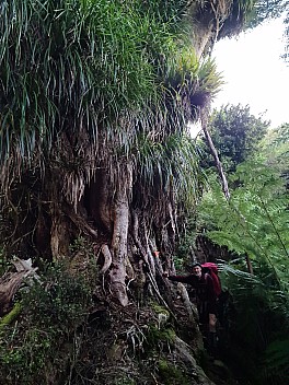 Brian passing an impressive Rata
Photo: Simon
2025-05-06 07.11.27; '2025 May 06 07:11'
Original size: 6,928 x 9,248; 9,696 kB
2025-05-06 07.11.27 S20+ Simon - Brian passing an impressive Rata.jpeg