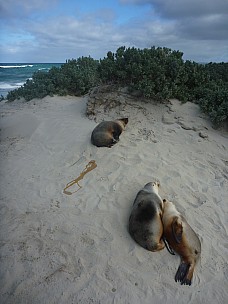 2014-07-10 11.42.30 P1000733 Simon - Sea Lions resting up.jpeg: 3000x4000, 4780k (2014 Aug 09 16:40)