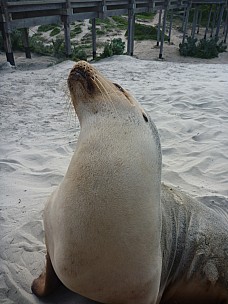 2014-07-10 11.46.48 P1000734 Simon - Sea Lion up close and personal.jpeg: 3000x4000, 4778k (2014 Aug 09 16:41)