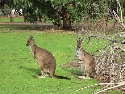 2014-07-10 14.01.45 IMG_2747 Anne - Kangaroo at Sanctuary.jpeg: 4608x3456, 9170k (2014 Aug 09 16:42)