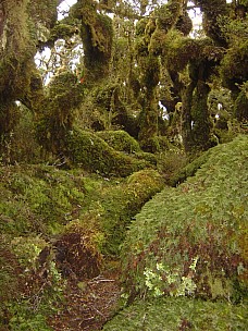 13  14 33-pc-Typical Bush
2007-09-01; '2007 Sept 01 13:14'
Original size: 960 x 1,280; 1,169 kB
2007-09-01 13.14.33-pc-Typical Bush.jpeg