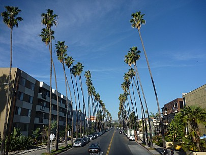 2014-01-20 09.36.46 P1000091 Simon - Mexican fan palms, 4th and Washington.jpeg: 4000x3000, 6072k (2014 Jan 21 05:36)