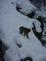 Snow Monkey on the snow
Photographer;&nbsp;Simon
2015-02-13&nbsp;10.59.40;&nbsp;Metadata time: '2015 Feb 13 10:59'
Original size:&nbsp;3,000 x 4,000; 3,824 kB
Filename: 2015-02-13 10.59.40 P1010504 Simon - Snow Monkey on the snow.jpeg