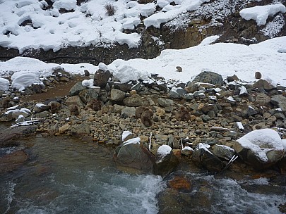 2015-02-13 11.08.04 P1010507 Simon - lots of snow monkeys across the river.jpeg: 4000x3000, 6871k (2015 Jun 07 14:13)