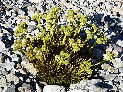 Speargrass
Photo: Brian
2016-01-05 08.27.41; '2016 Jan 05 08:27'
Original size: 4,000 x 3,000; 4,907 kB
2016-01-05 08.27.41 P1000119 Brian - speargrass.jpeg