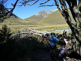 Snowy Gorge Creek Snowy Gorge Creek