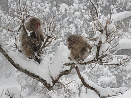 Nozawa Onsen, Jigokudani