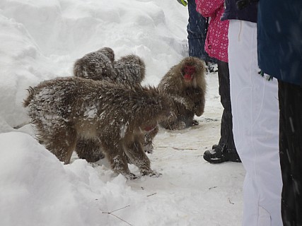 14 Jigokudani  15 16  14 IMG  8604 Anne - Snow Monkeys
2017-01-15;&nbsp;Metadata time: '2017 Jan 15 15:16'
Original size:&nbsp;4,608 x 3,456; 5,663 kB
Filename: 2017-01-15 14 Jigokudani 15.16.14 IMG_8604 Anne - Snow Monkeys.jpeg