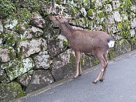 Hiroshima