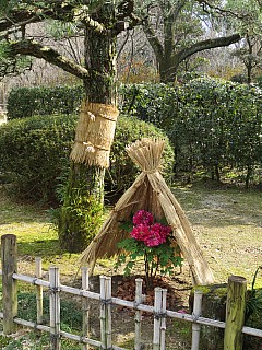 Shukkei-en Peonies
Photographer;&nbsp;Anne
2017-01-22&nbsp;10.54.19;&nbsp;Metadata time: '2017 Jan 22 10:54'
Original size:&nbsp;3,456 x 4,608; 9,124 kB
Filename: 2017-01-22 10.54.19 IMG_9199 Anne - Shukkei-en Peonies.jpeg