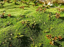 Tunnel Creek Hut to Paringa Rock Biv