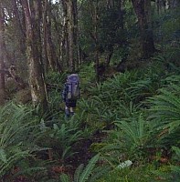 Doughboy Bay to Rakeahua Hut