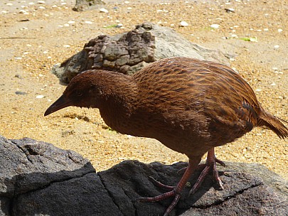 Weka
Photo:&nbsp;Brian
2019-11-16&nbsp;12.14.55;&nbsp;'2019 Nov 16 12:14'
Original size:&nbsp;4,000 x 3,000; 5,074 kB
2019-11-16 12.14.55 P1020086 Brian - Weka.jpeg