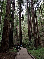 San Francisco: Alcatraz, Muir Woods, Sausolito
