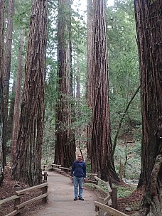 Jim at Muir Woods
Photographer;&nbsp;Simon
2020-02-29&nbsp;15.26.41;&nbsp;Metadata time: '2020 Feb 29 15:26'
Original size:&nbsp;3,120 x 4,160; 7,424 kB
Filename: 2020-02-29 15.26.41 LG6 Simon - Jim at Muir Woods.jpeg