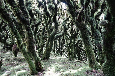 Mossy trees
Photo: Brian
2021-12-10 15.27.46; '2021 Dec 10 15:27'
Original size: 5,472 x 3,648; 13,162 kB
2021-12-10 15.27.46 IMG_0149 Brian - Mossy trees.jpeg