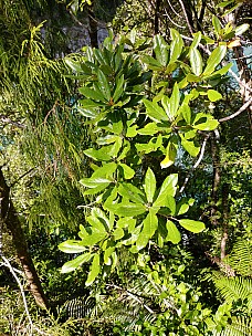 Unknown Tree
Photo: Simon
2022-03-05 12.07.06; '2022 Mar 05 12:07'
Original size: 3,120 x 4,160; 7,393 kB
2022-03-05 12.07.06_HDR LG6 Simon - unknown tree.jpeg