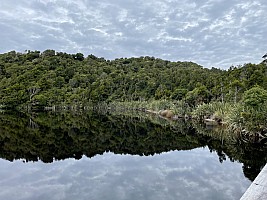 Mananui Bush, Mahinapua, Wanganui River, Oneone