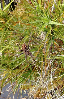 Spider at Lake Wombat
Photographer;&nbsp;Simon
2022-03-07&nbsp;11.44.13;&nbsp;Metadata time: '2022 Mar 07 11:44'
Original size:&nbsp;1,565 x 2,416; 2,228 kB;&nbsp;cr
Filename: 2022-03-07 11.44.13 LG6 Simon - Spider at Lake Wombat_cr.jpg