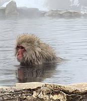 Prince Hotel East Wing to Hotel Alpenburg; visit to the Jigokudani Snow Monkeys
Snow Monkey in the Onsen
Photo: Adrian
2024-03-06 13.02.54; '2024 Mar 06 13:02'
Original size: 6,928 x 8,007; 3,776 kB; cr
2024-03-06 13.02.54 S20+ Adrian - Snow Monkey in the Onsen_cr.jpg