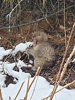 Prince Hotel East Wing to Hotel Alpenburg; visit to the Jigokudani Snow Monkeys
Snow Monkey on path by the Yokoyu river
Photographer;&nbsp;Adrian
2024-03-06&nbsp;14.03.29;&nbsp;Metadata time: '2024 Mar 06 14:03'
Original size:&nbsp;6,928 x 9,248; 7,788 kB
Filename: 2024-03-06 14.03.29 S20+ Adrian - Snow Monkey on path by the Yokoyu river.jpeg