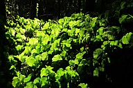 2025-05-05 09.45.26 IMG_1487 Brian - Kidney fern in the sunlight_cr.jpeg: 4990x3326, 5181k (2025 May 05 09:45)