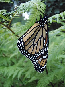 Siân
2011-02-24&nbsp;19.44.43;&nbsp;Metadata time: '2011 Feb 24 19:44'
Original size:&nbsp;2,304 x 3,072; 2,856 kB
Filename: 2011-02-24 19.44.43 P2240002 Siân.jpeg