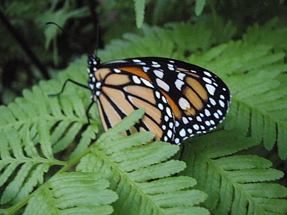 Siân
2011-02-24&nbsp;19.46.17;&nbsp;Metadata time: '2011 Feb 24 19:46'
Original size:&nbsp;3,072 x 2,304; 2,878 kB
Filename: 2011-02-24 19.46.17 P2240005 Siân.jpeg